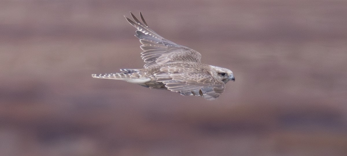 Gyrfalcon - ML637208042