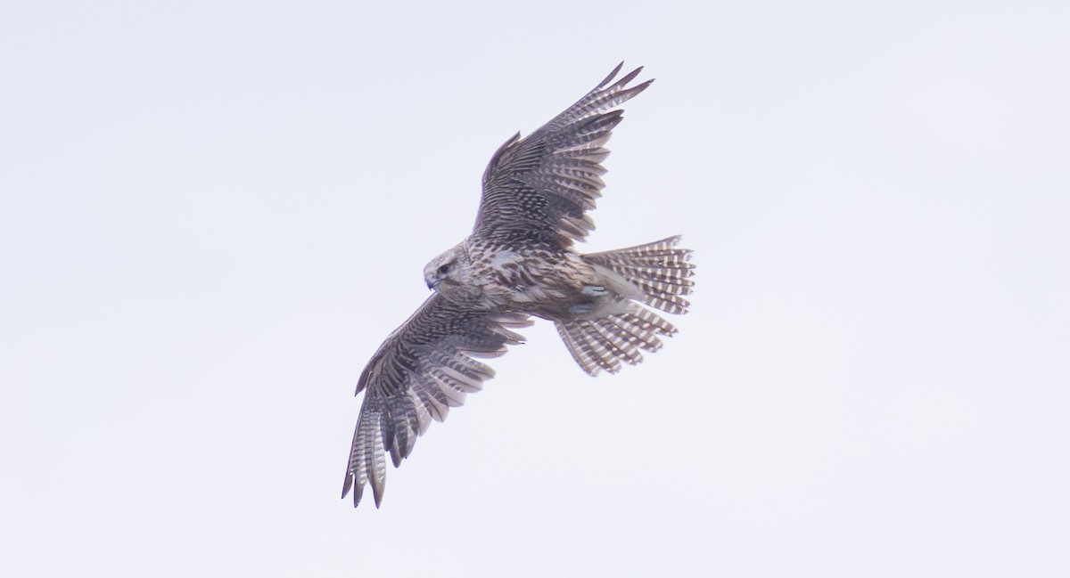 Gyrfalcon - ML637208043