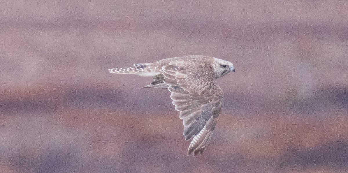 Gyrfalcon - ML637208045