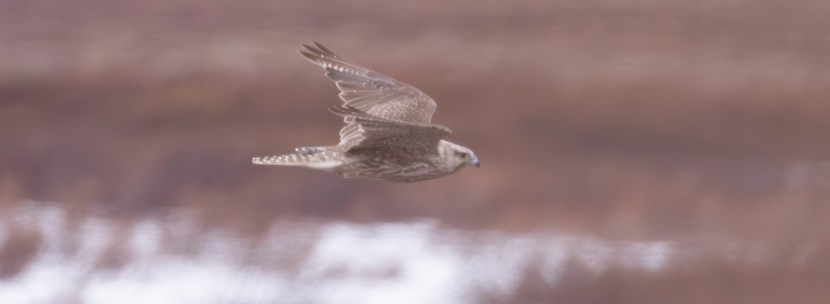 Gyrfalcon - ML637208046