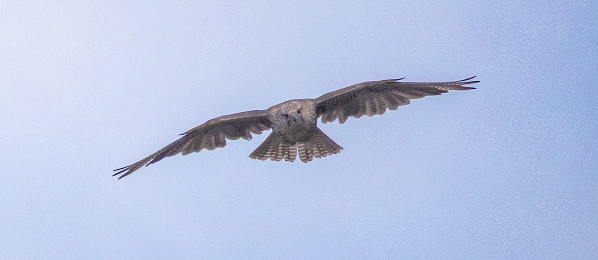 Gyrfalcon - ML637208047