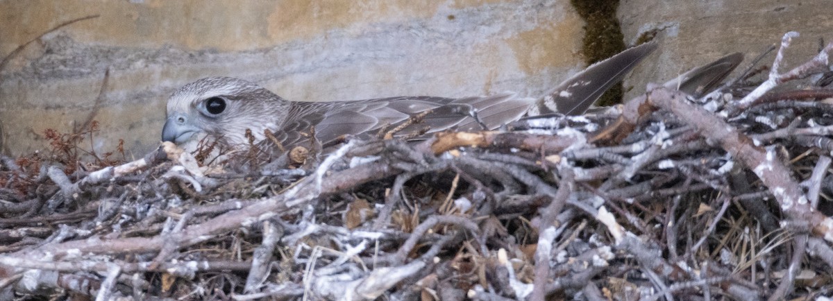 Gyrfalcon - ML637208049
