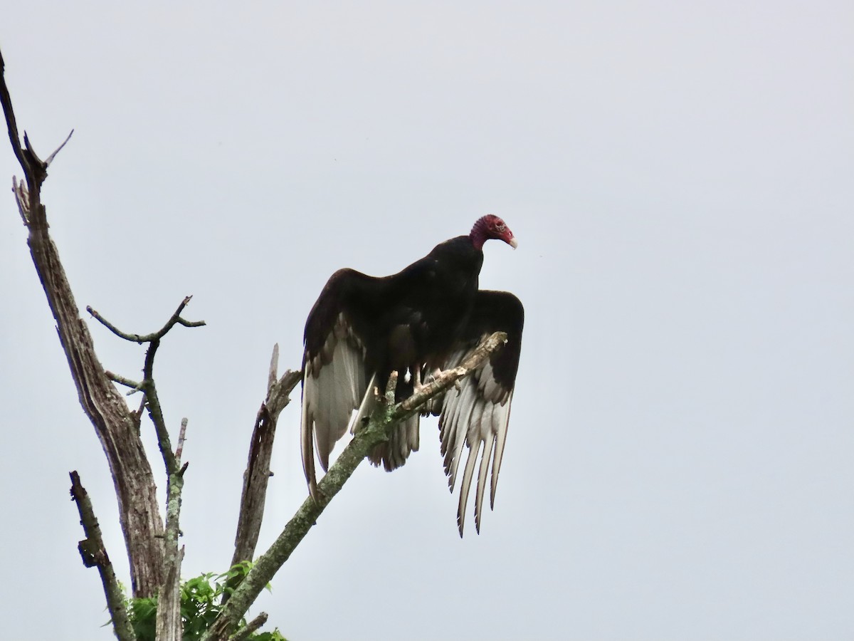 Turkey Vulture - ML637208079