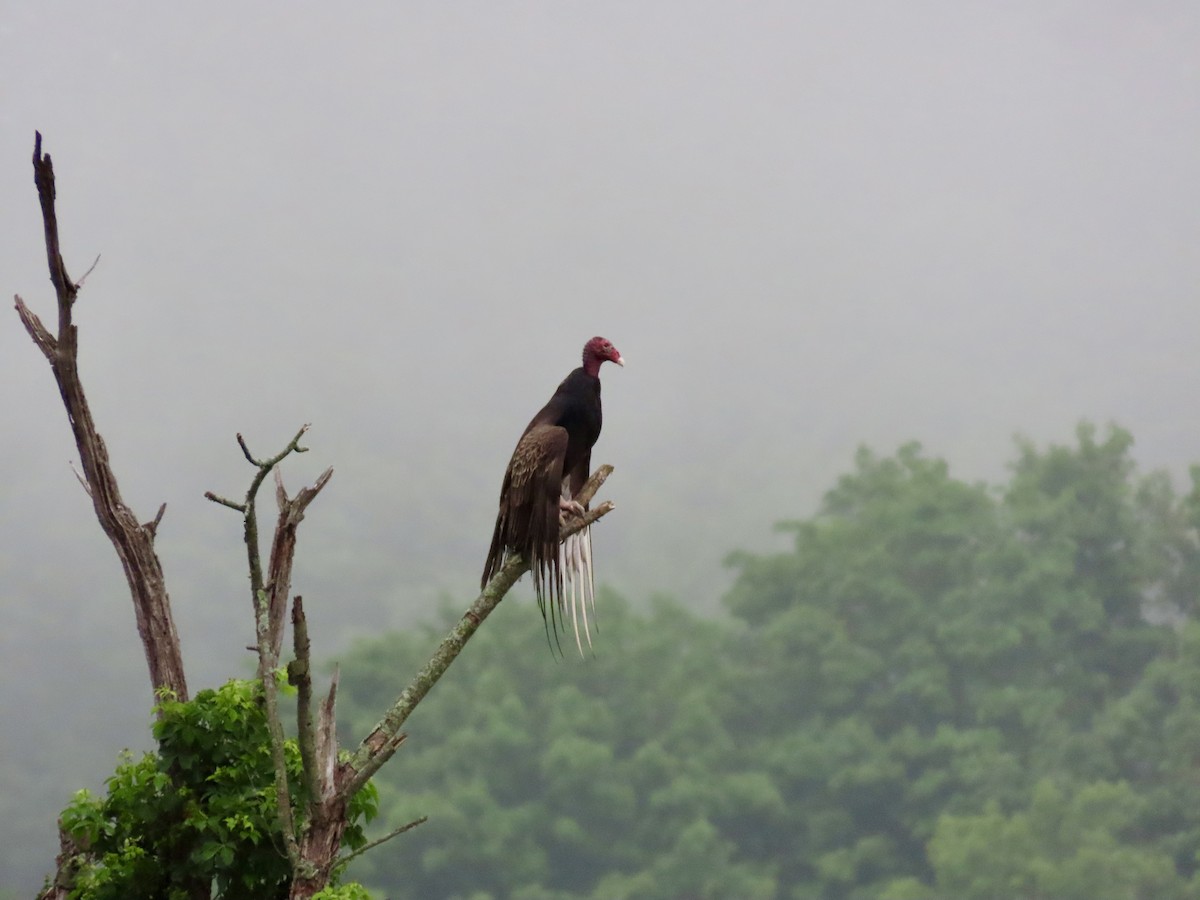 Turkey Vulture - ML637208080
