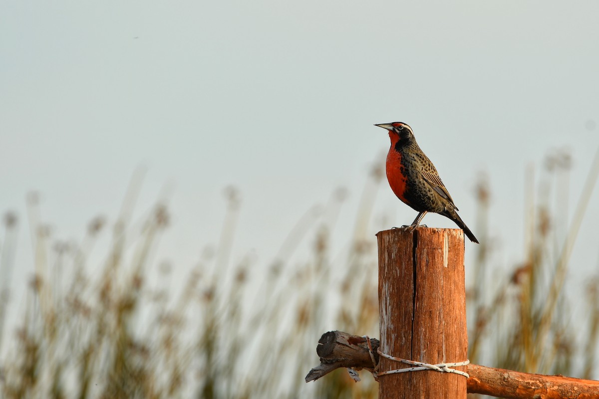 Long-tailed Meadowlark - ML637208109