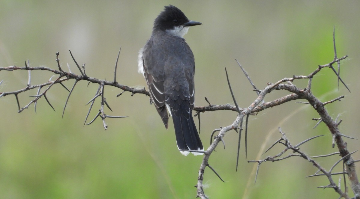 Eastern Kingbird - ML637208122