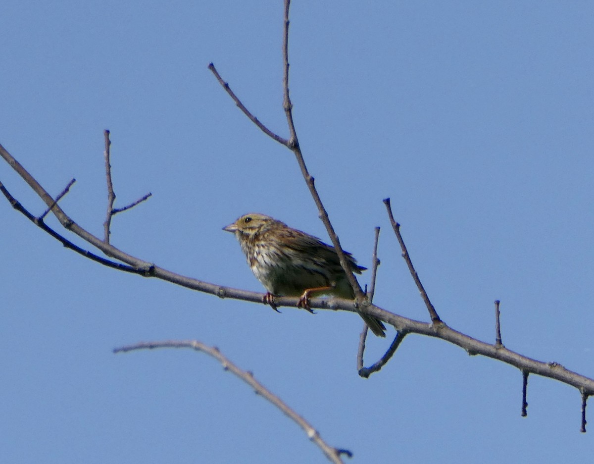 Bruant des prés - ML637208180