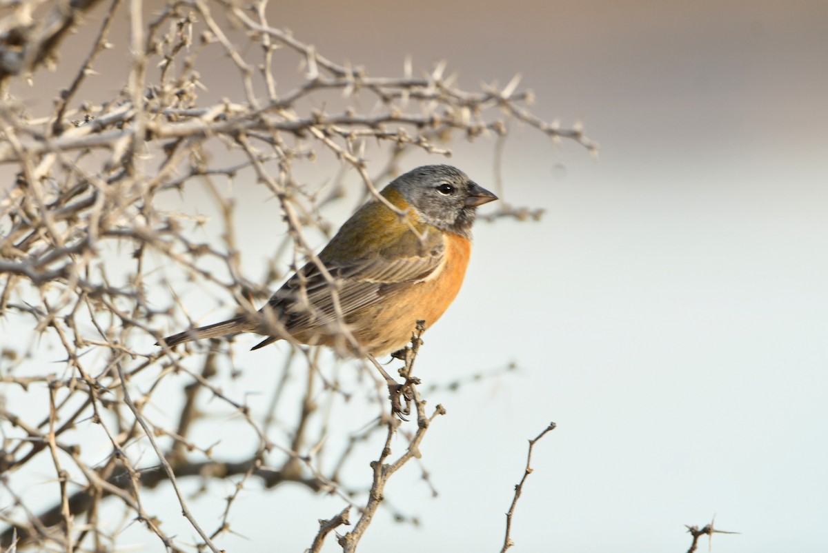 Gray-hooded Sierra Finch - ML637208184