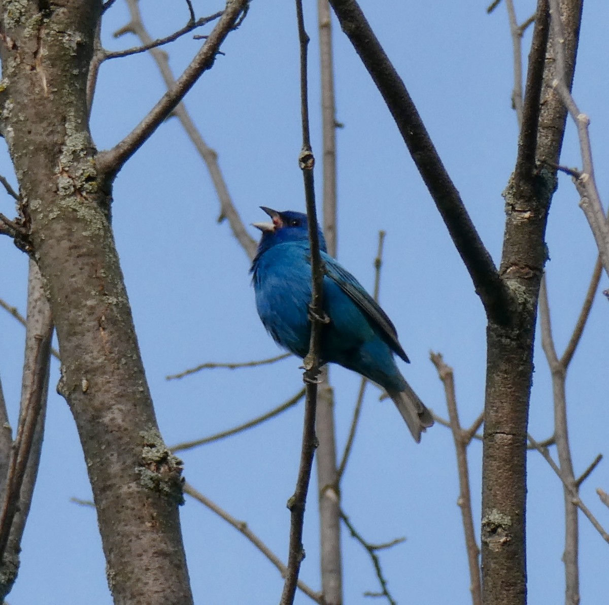 Passerin indigo - ML637208212