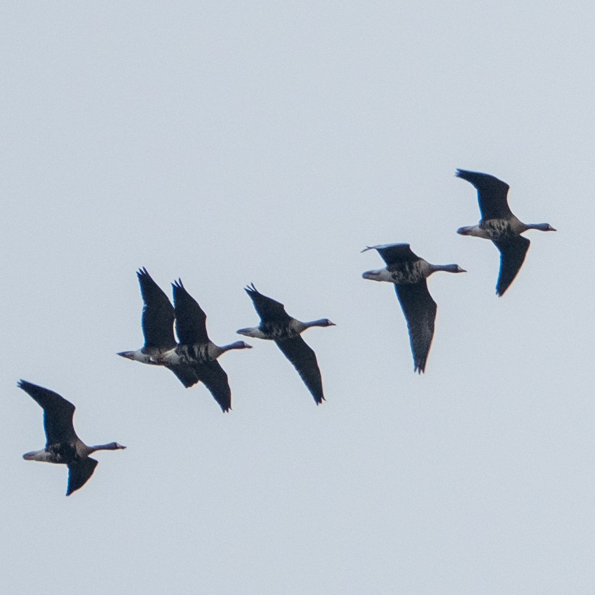 Greater White-fronted Goose - ML637208364