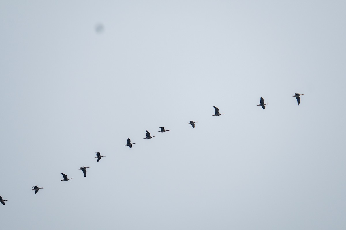 Greater White-fronted Goose - ML637208368