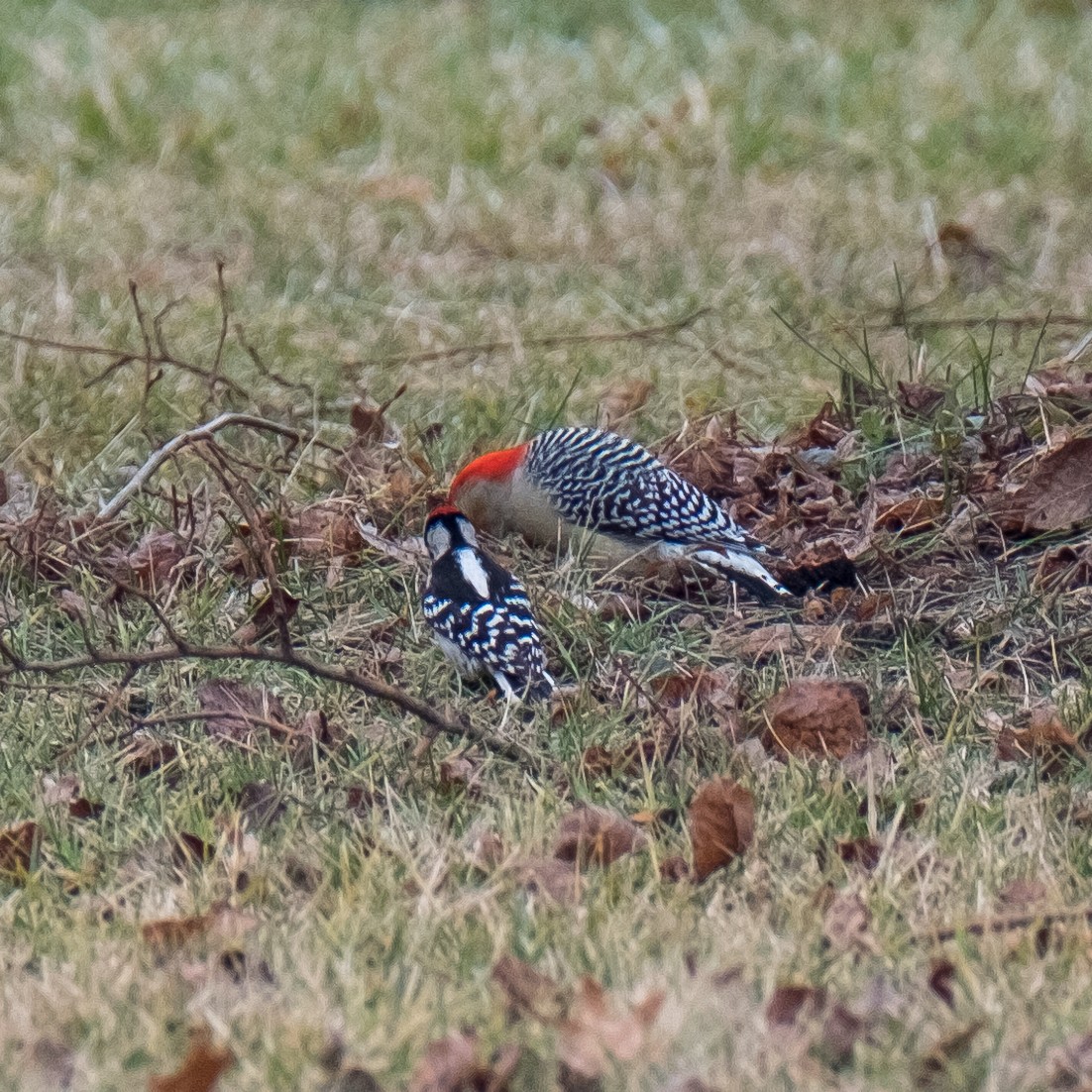 Red-bellied Woodpecker - ML637208383
