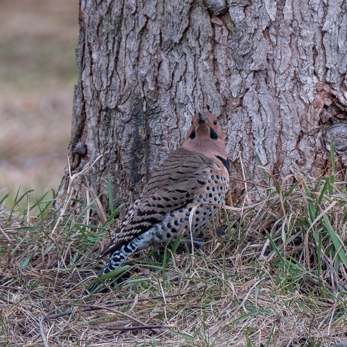 Northern Flicker - ML637208401