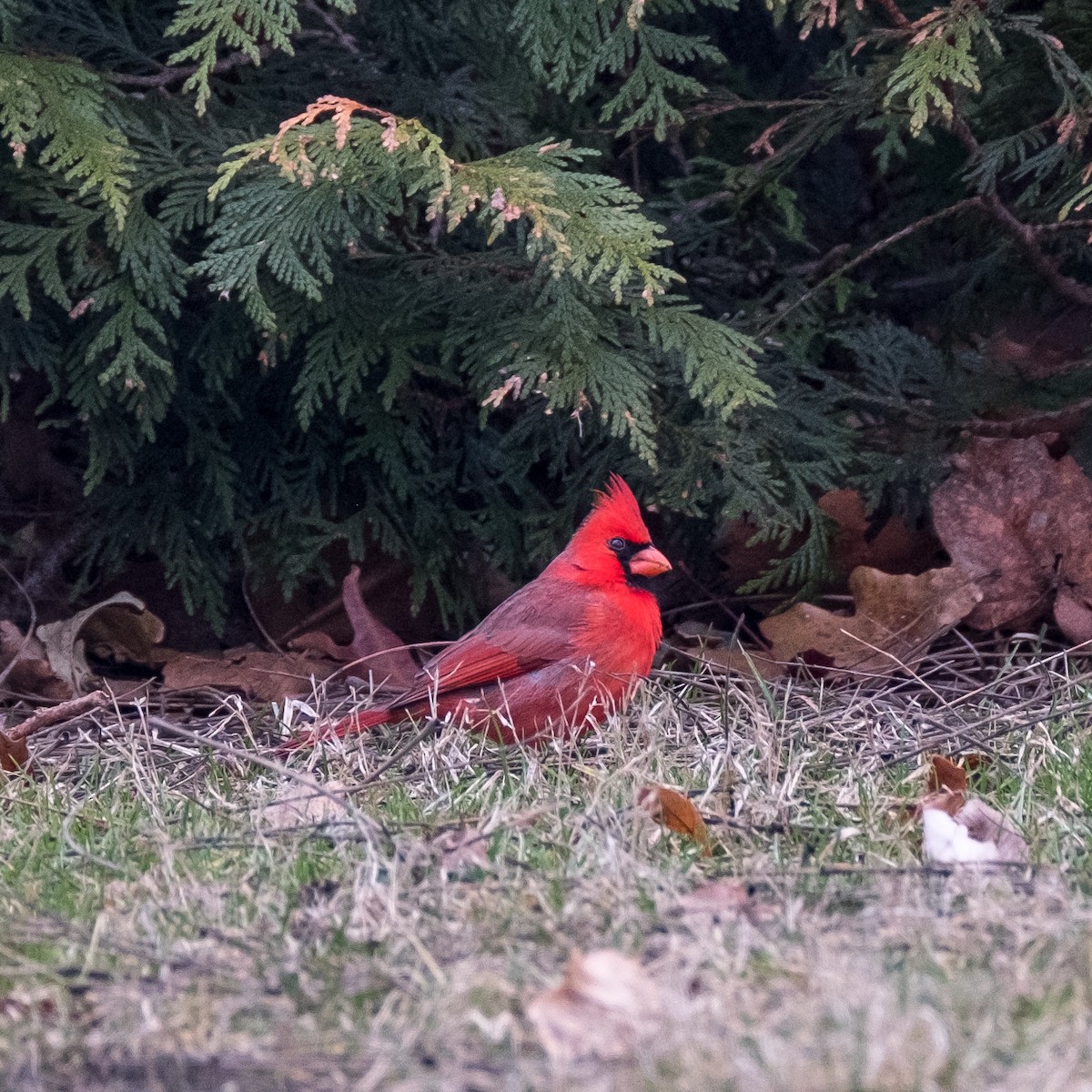 Northern Cardinal - ML637208405