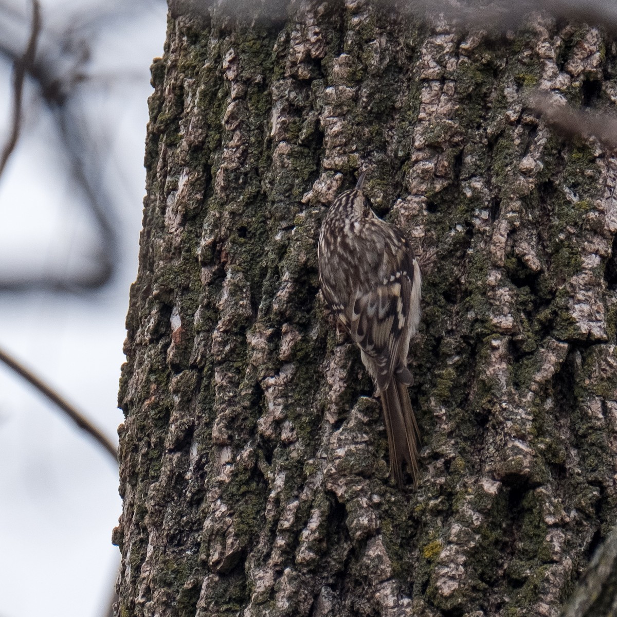 Brown Creeper - ML637208419