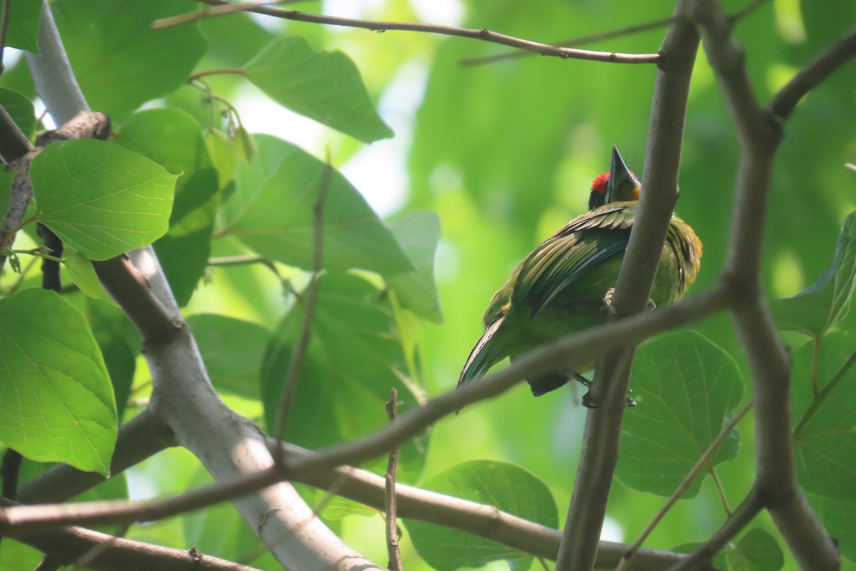 Golden-throated Barbet - ML637208463