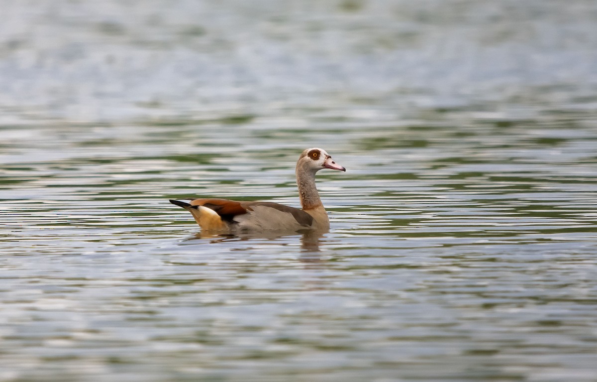 niland - ML637208483