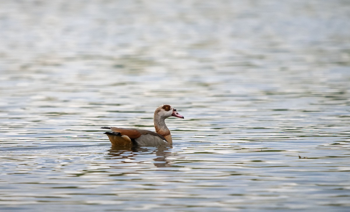 niland - ML637208484