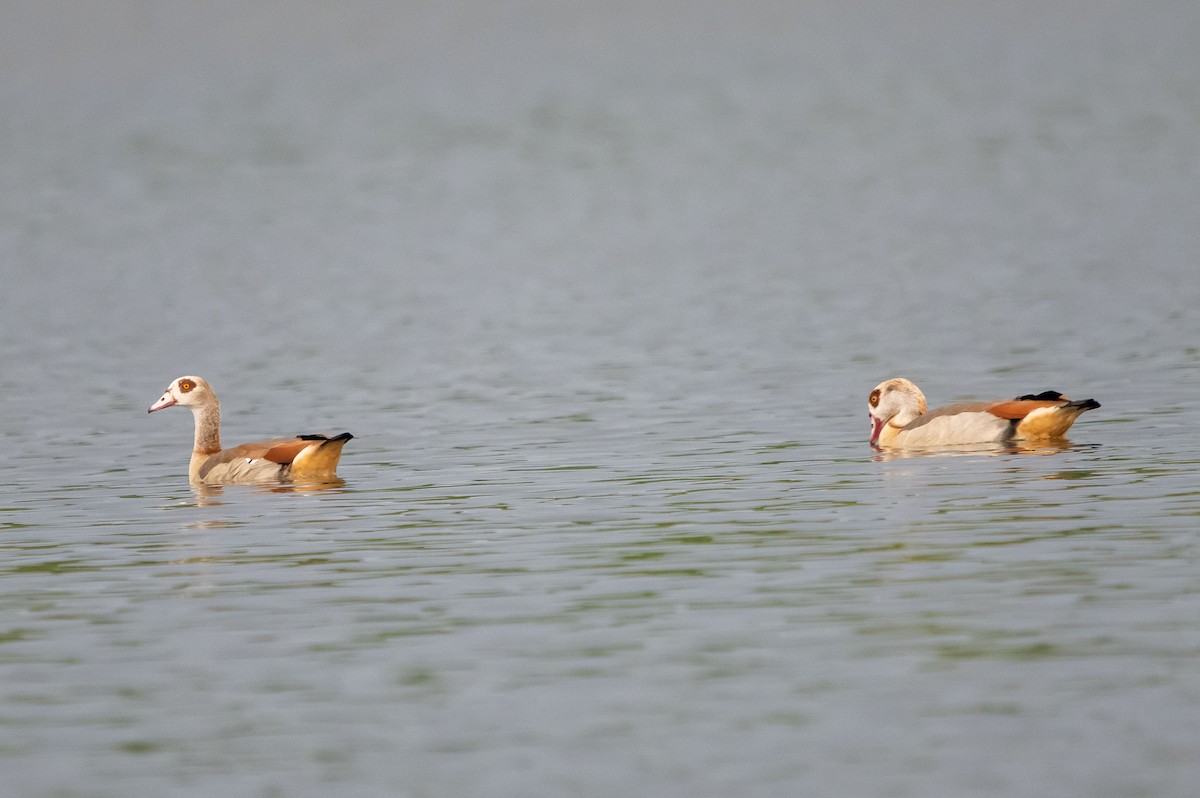 niland - ML637208485