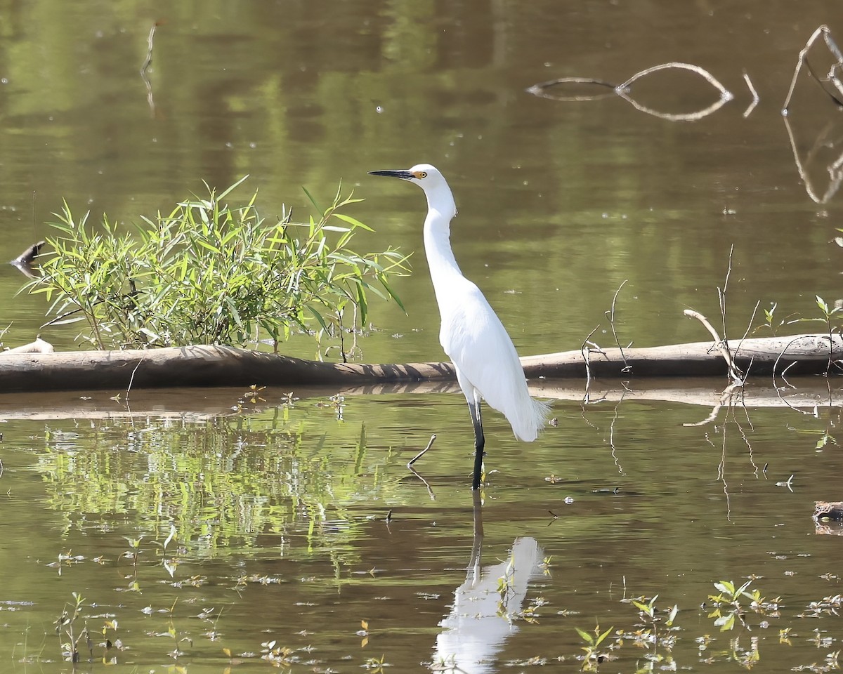 Snowy Egret - ML637208495
