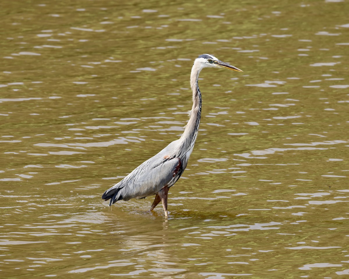 Great Blue Heron - ML637208502