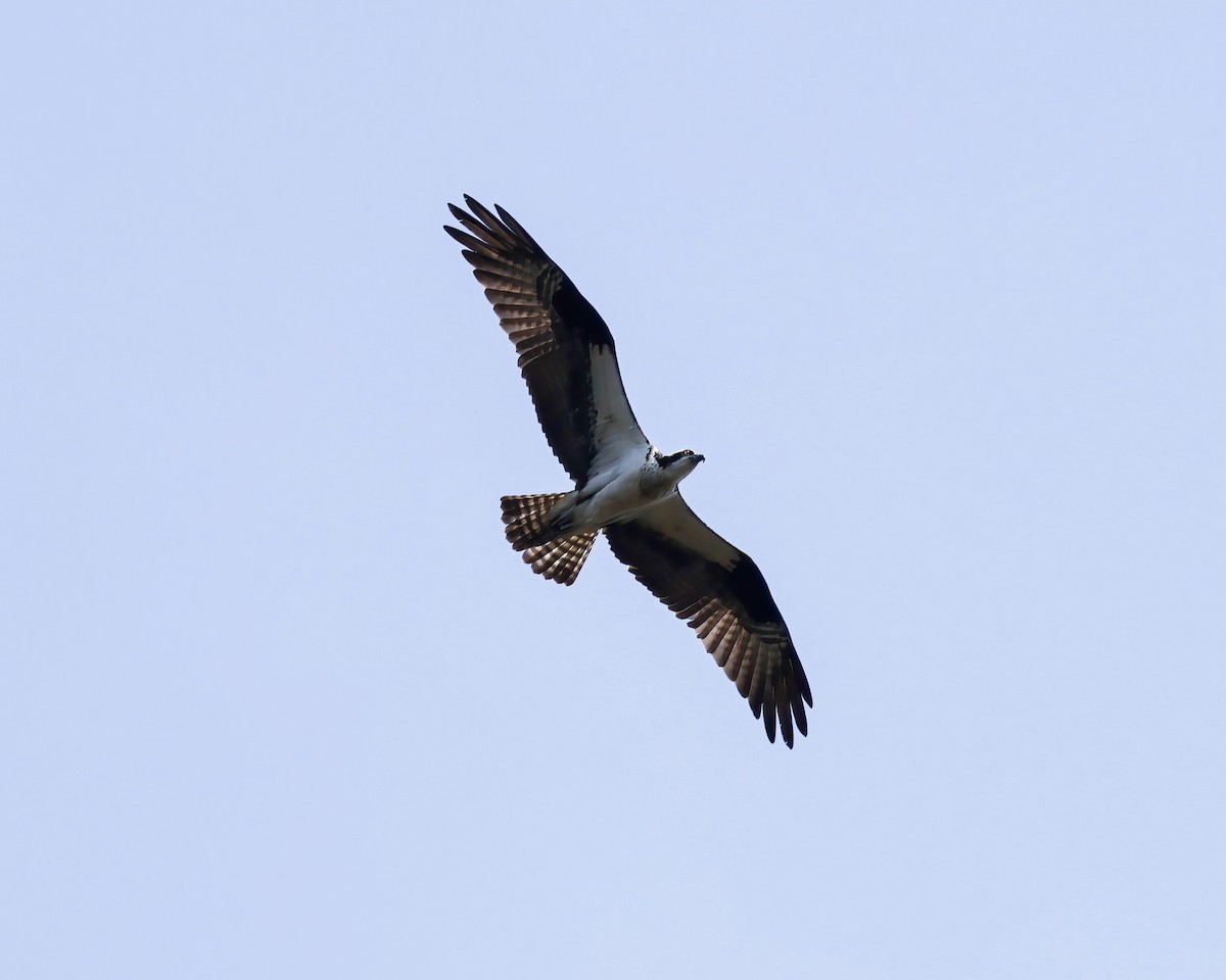 魚鷹 - ML637208515