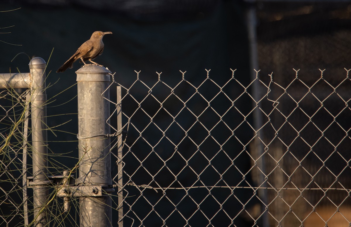 Curve-billed Thrasher - ML637208538