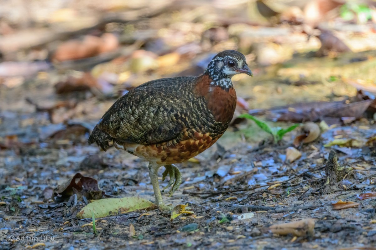 Sabah Partridge - ML637208602