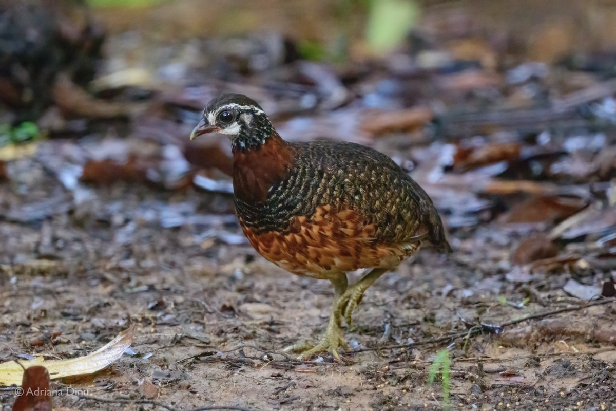 Sabah Partridge - ML637208605