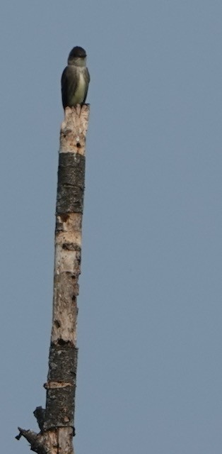 Olive-sided Flycatcher - ML637208655