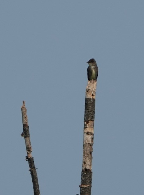 Olive-sided Flycatcher - ML637208656