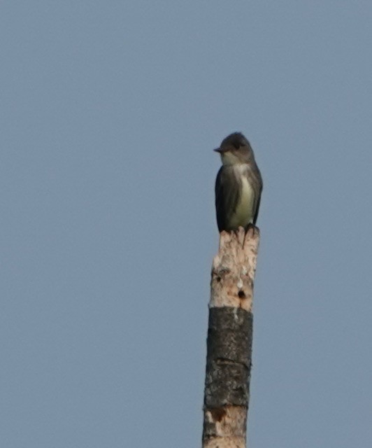 Olive-sided Flycatcher - ML637208657