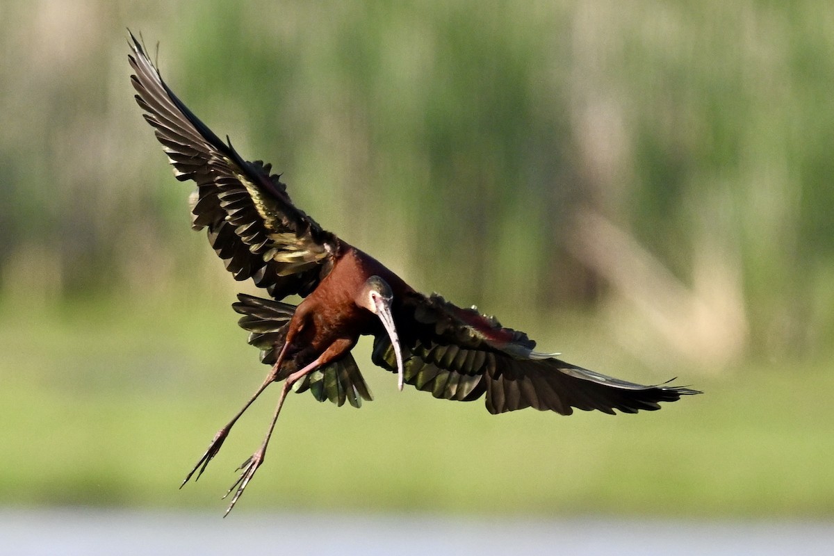 White-faced Ibis - ML637208698