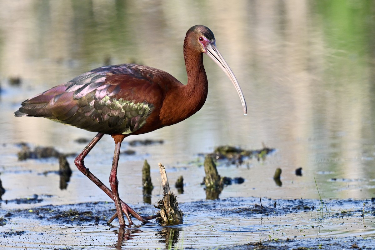 White-faced Ibis - ML637208699