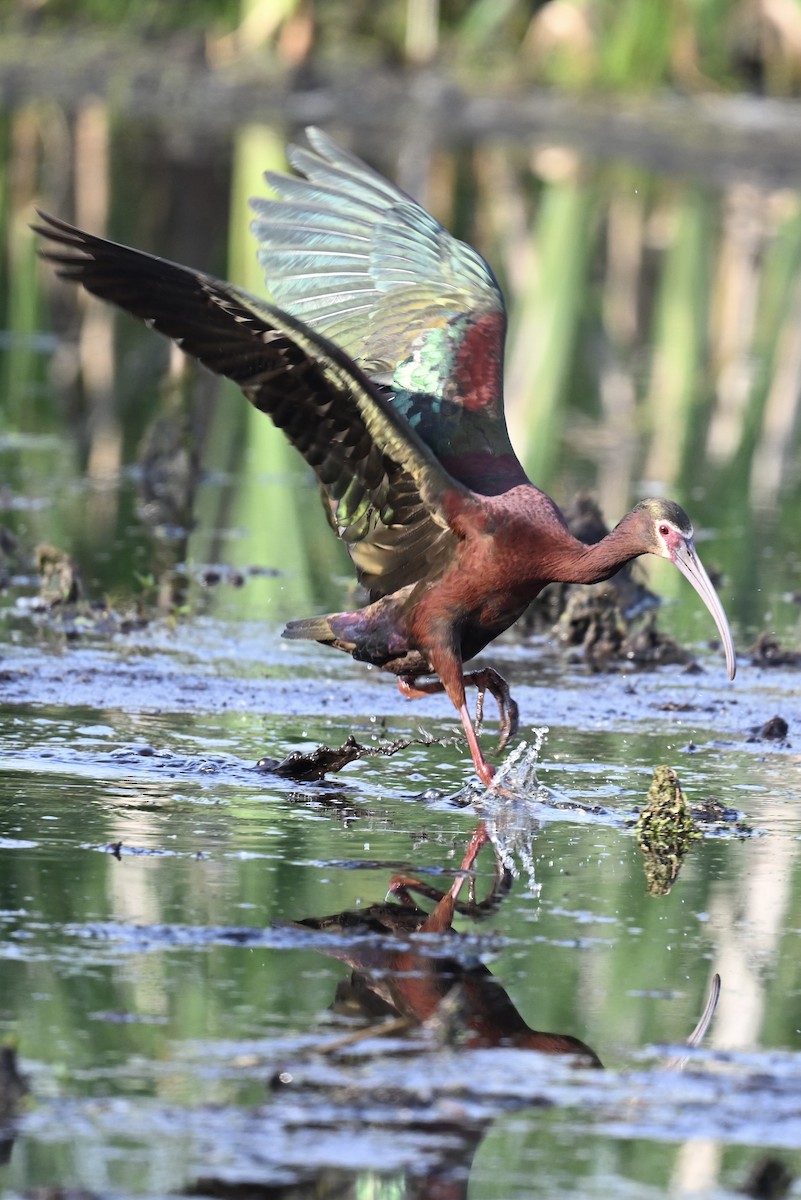 White-faced Ibis - ML637208700