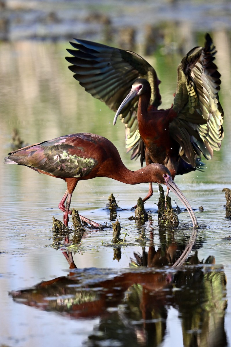 White-faced Ibis - ML637208701