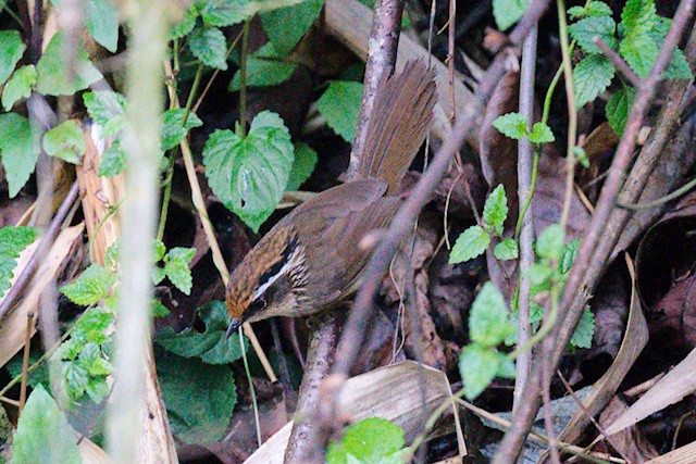 Rusty-capped Fulvetta - ML637208732