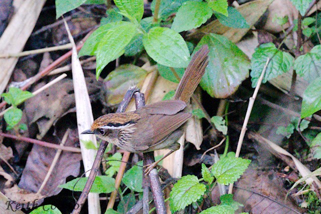 Rusty-capped Fulvetta - ML637208733