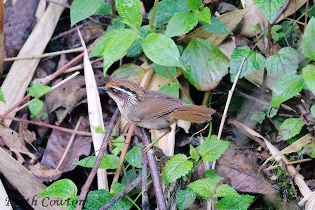 Rusty-capped Fulvetta - ML637208735