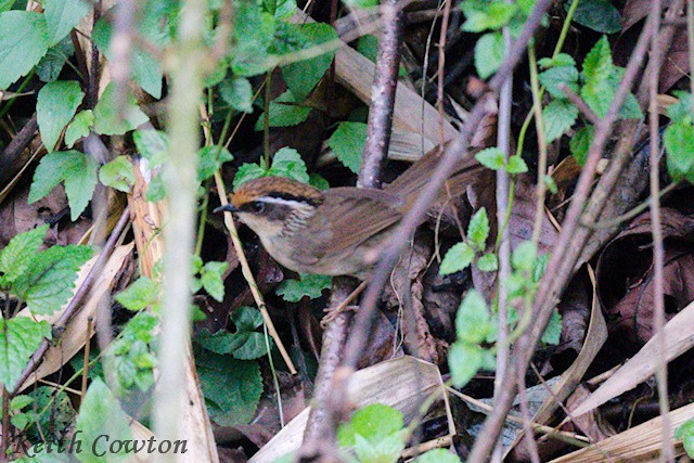 Rusty-capped Fulvetta - ML637208736