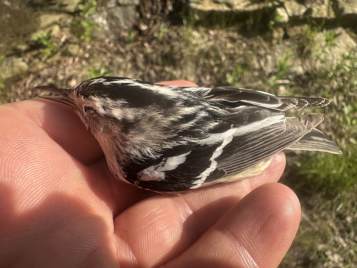 Black-and-white Warbler - ML637208743