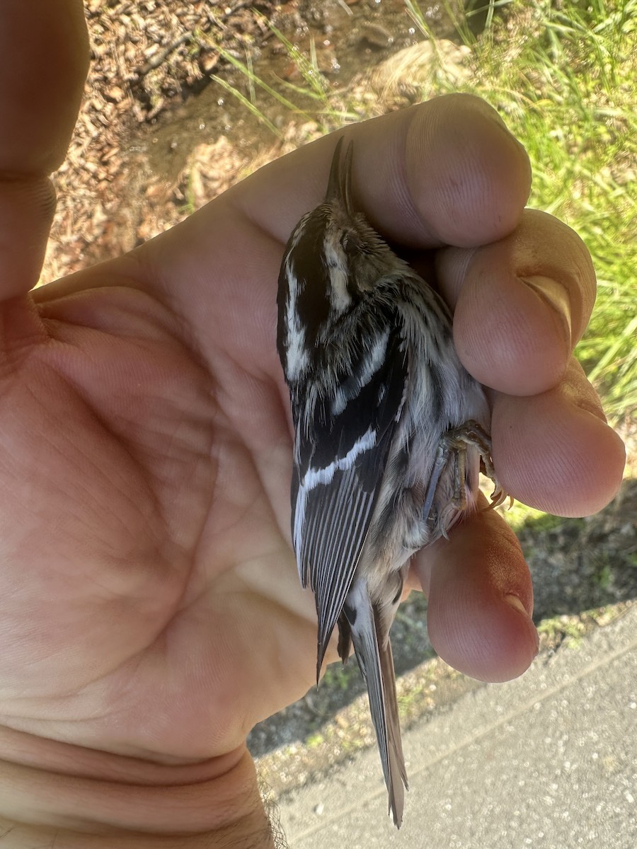 Black-and-white Warbler - ML637208744