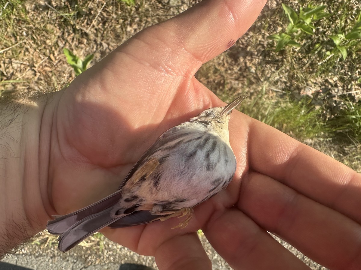 Black-and-white Warbler - ML637208745