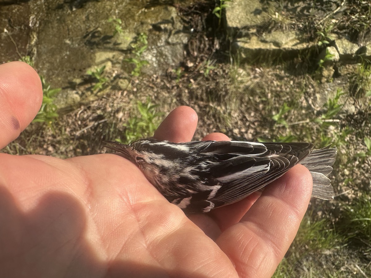 Black-and-white Warbler - ML637208746