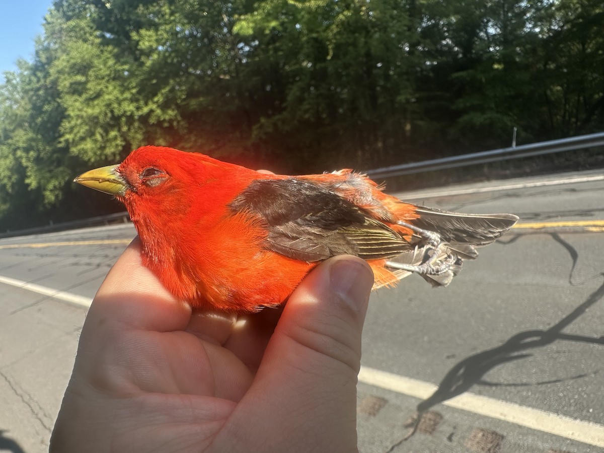 Scarlet Tanager - ML637208764