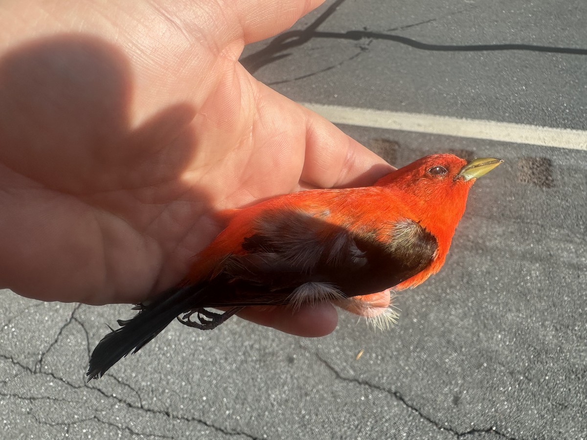 Scarlet Tanager - ML637208765