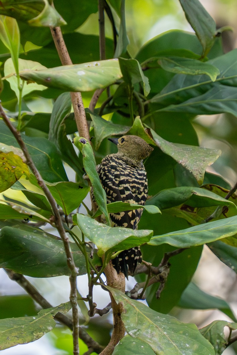 Buff-rumped Woodpecker - ML637208783