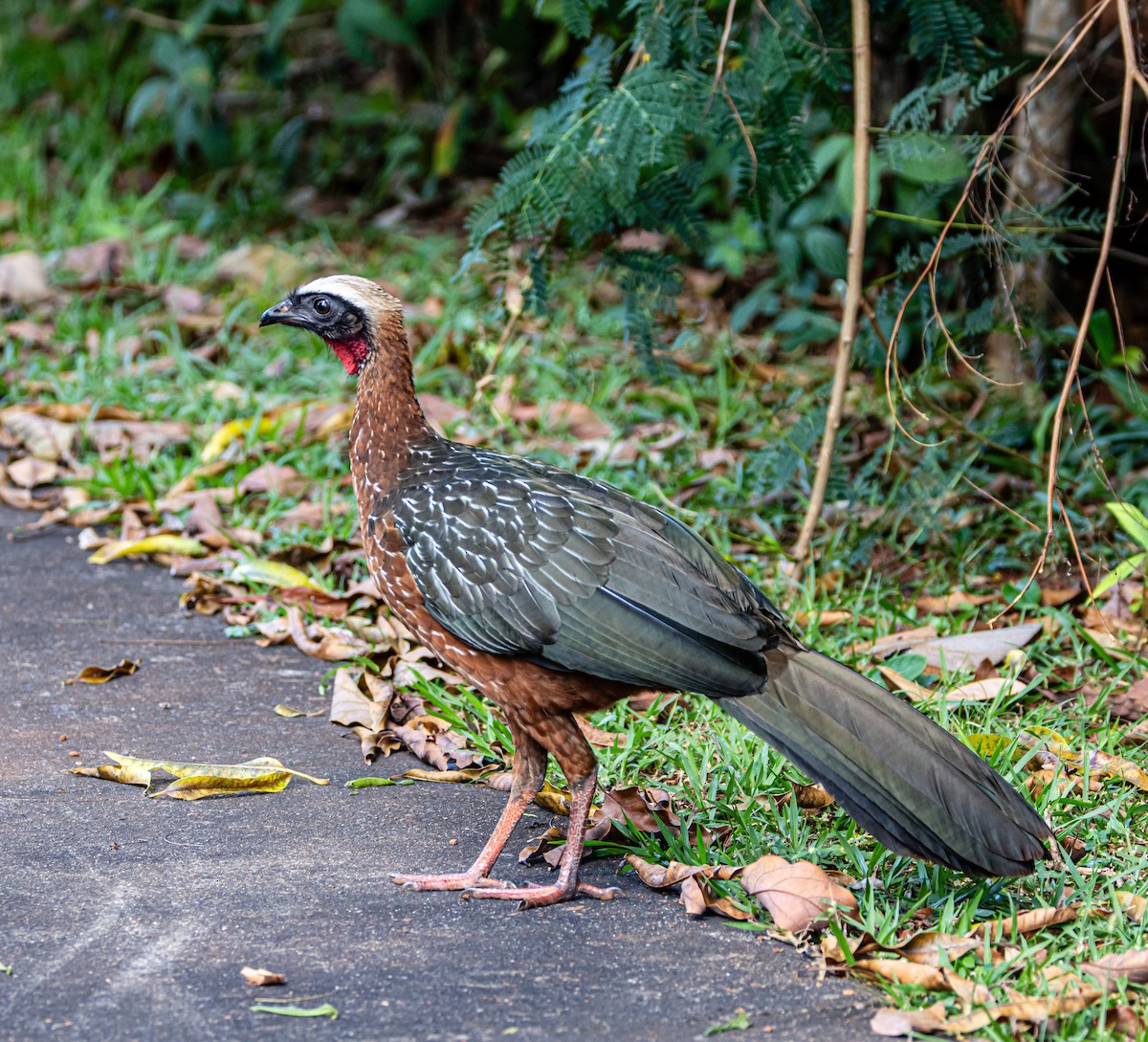 White-crested Guan - ML637208815