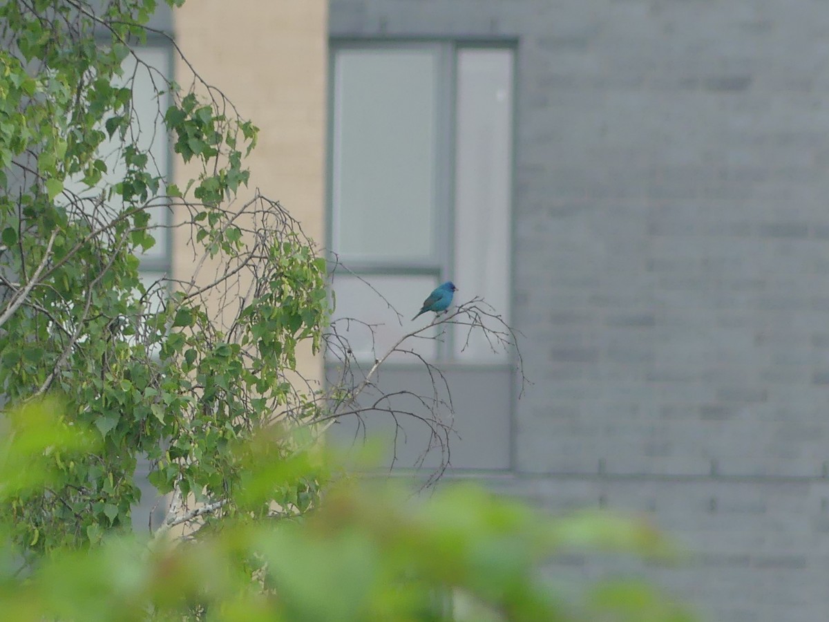 Indigo Bunting - ML637208822