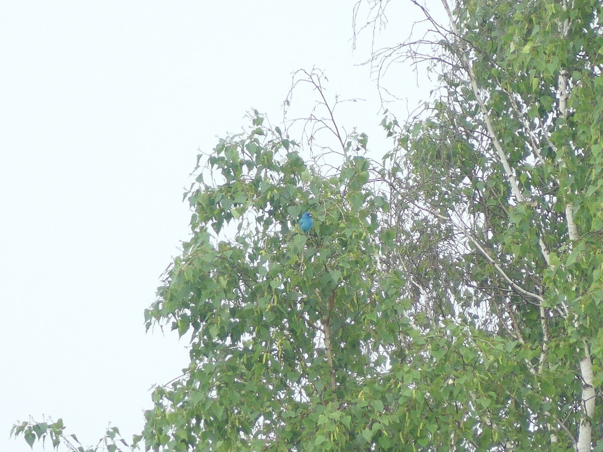 Indigo Bunting - ML637208836